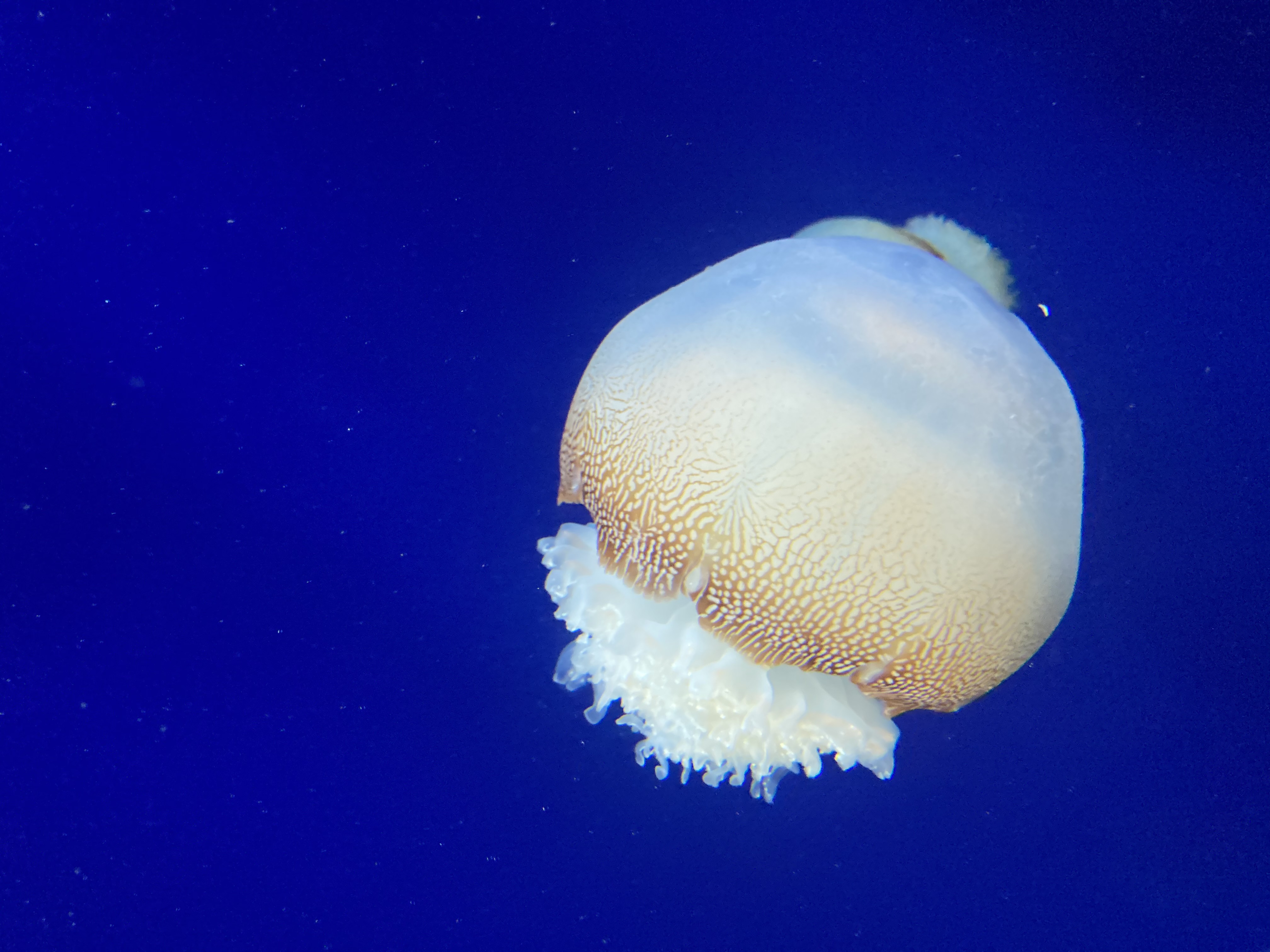 Georgia Aquarium