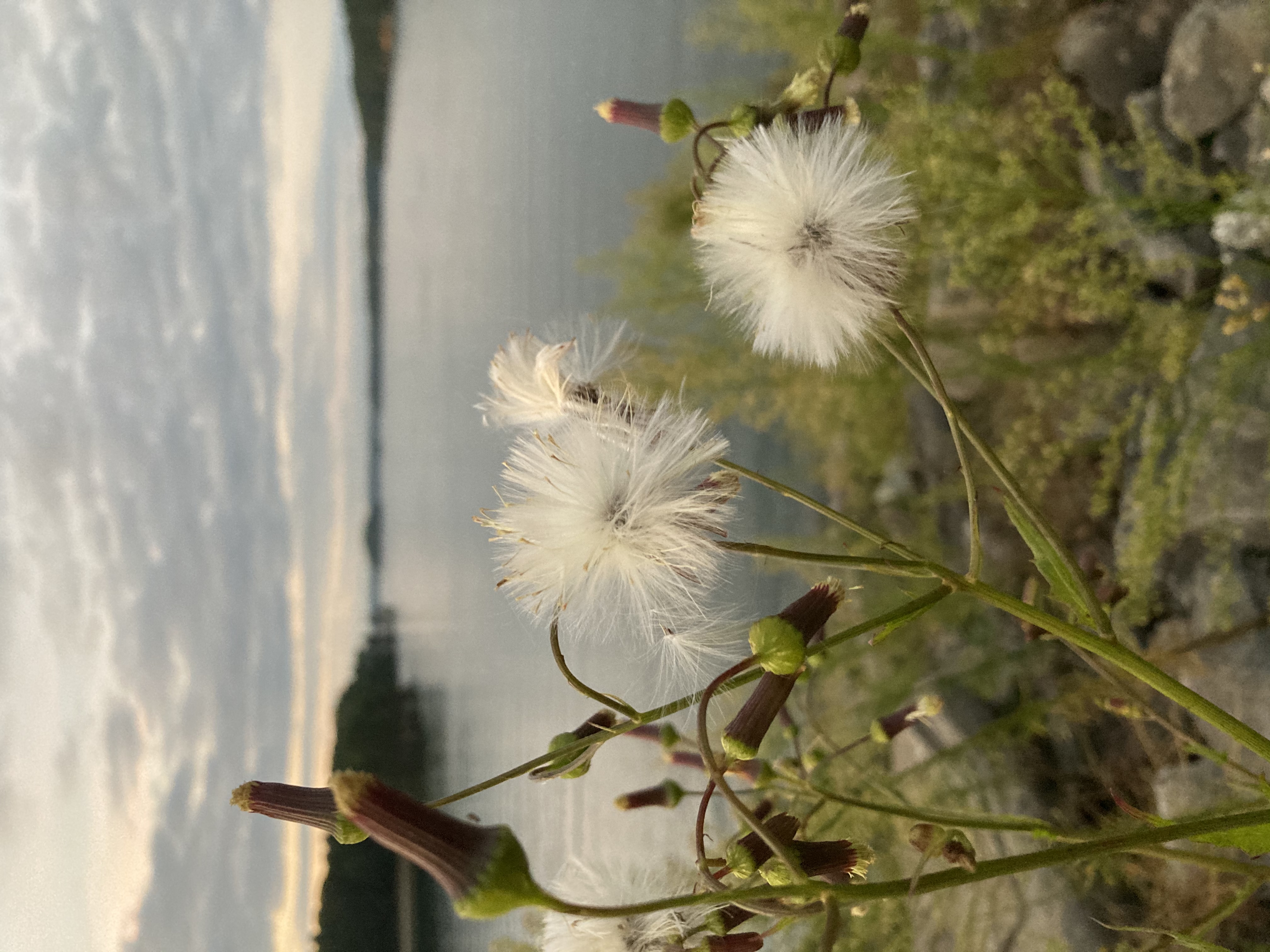 Lake Lanier